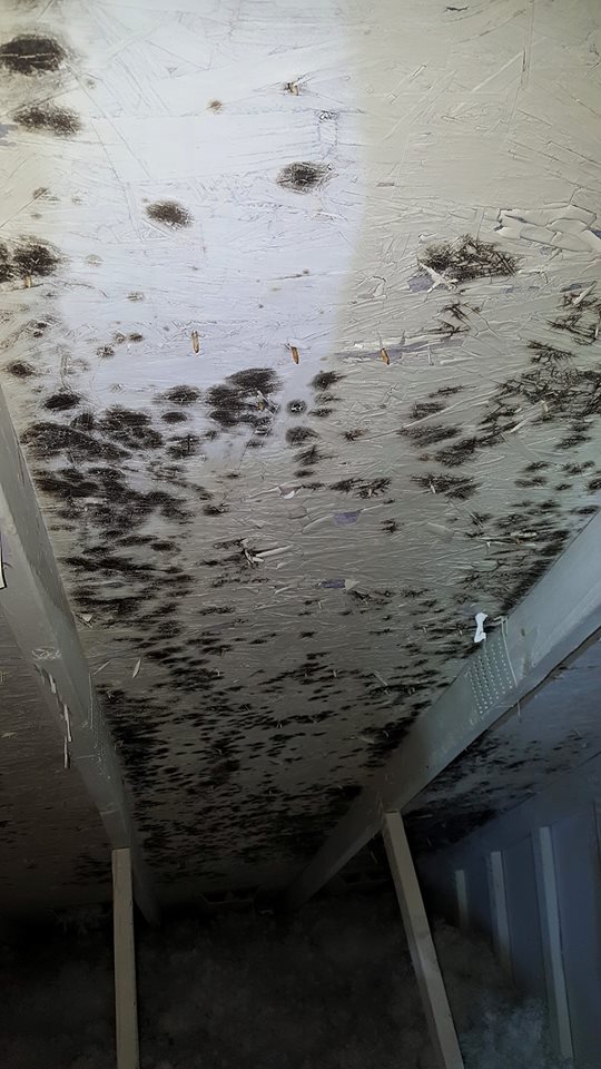 Air quality and mold sampling